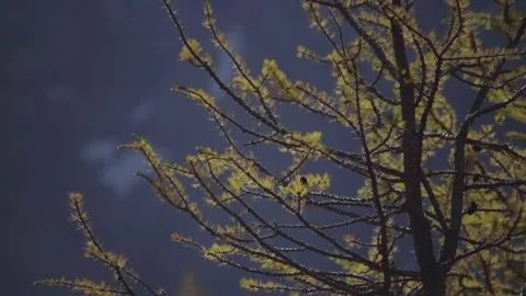 Slow Motion Video of a Bird Stock Footage 147999512