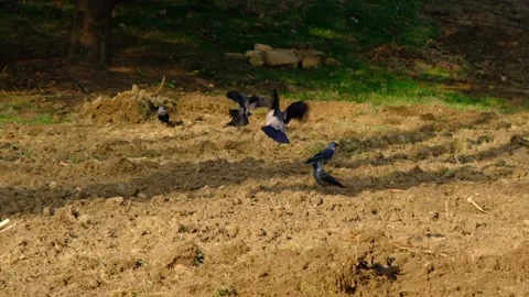 Slow motion video of black crows and ravens. Stock Footage 151052022