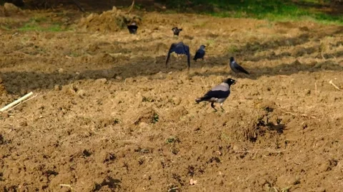 Slow motion video of black crows and ravens. Video stock 151055014