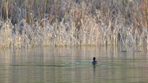 Slow motion video of a Black-necked grebe (Podiceps nigricollis) Stockbeeldmateriaal 345125883