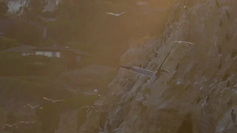 Slow motion video of a Brown Pelican Stock-Footage 301408055