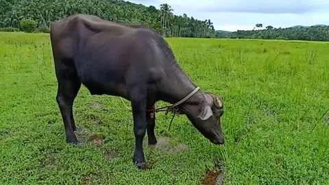 Slow motion video of Buffalo Video stock 138299044