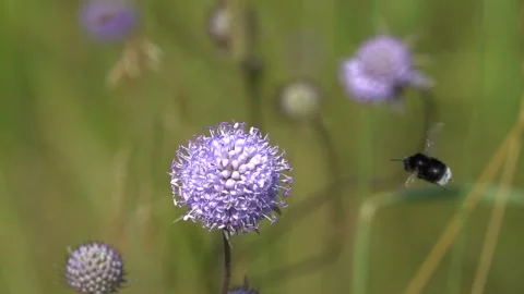 Slow Motion Video: Bumblebee collects nectar on the Devil's-bit Flower Stock Footage 128642380