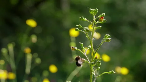 Slow Motion Video of Bumblebee Flying Away from Flower Stem Stock Footage 336103509