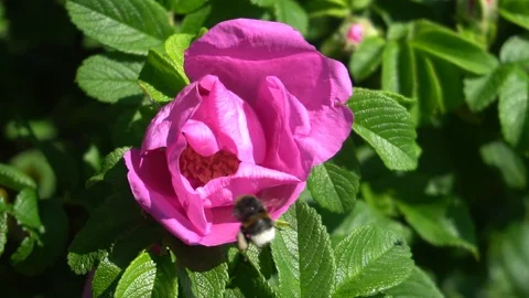 Slow motion video of a bumblebee pollinating a rose hip flower Stock Footage 90493913