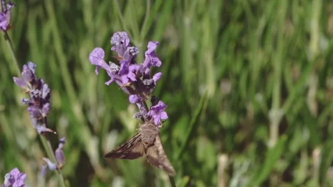 Slow motion video of butterfly Stock Footage 244567053