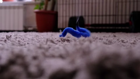 Slow motion video of cat toy blue worm jumping on carpet, attracting cat, l.. Stock Footage 330308056
