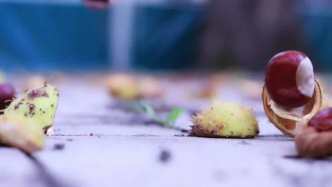 Slow motion video of chestnuts falling to the ground. Horse Chestnut Stock Footage 221031179