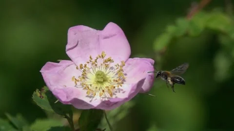 Slow Motion Video: Clark's Miner Bee flies to a wild dog-rose flower Stock Footage 132453089