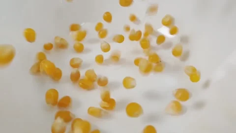 Slow motion video of corn kernels dropping into a white ceramic bowl. Stock Footage 160164596