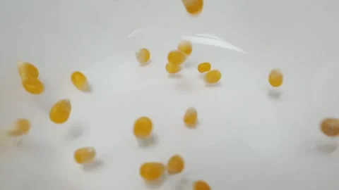 Slow motion video of corn kernels dropping into a white ceramic bowl. Stock Footage 160164604