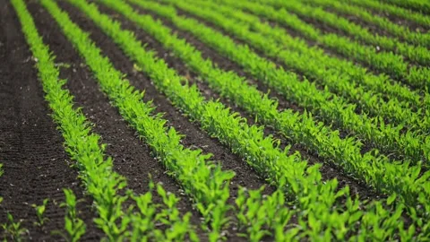 Slow-motion video of corn plants growing on a thriving spring field. Stock Footage 295364845