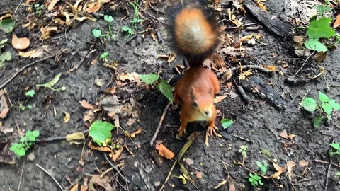 Slow motion video of a cute fluffy funny squirrel Video stock 115565260