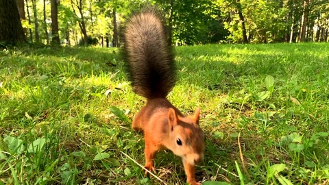 Slow motion video of a cute funny squirrel Video stock 115696447