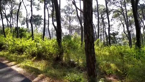 Slow motion video of dense forest from road. Video stock 141483230