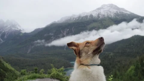 Slow motion video of a dog overlooking the mountains Vídeos de archivo 208844754