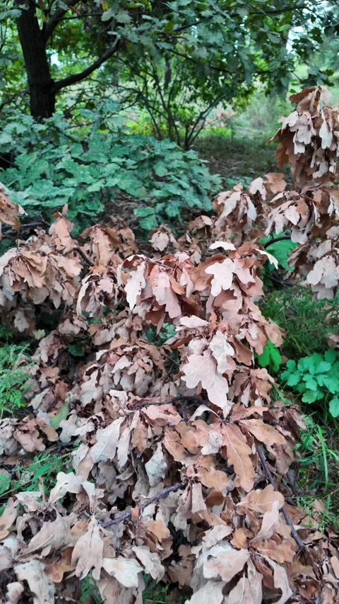 Slow motion video of dry brown oak leaves and branches piled on green grass i Stock Footage 345640609