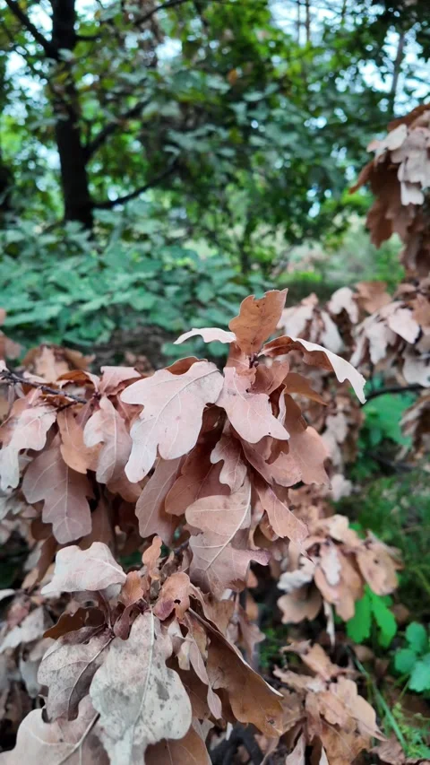 Slow motion video of dry brown oak leaves and branches piled on green grass i Stock Footage 345640639