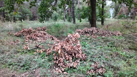 Slow motion video of dry brown oak leaves and branches piled on green grass i Stock Footage 345640818