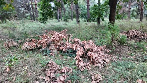 Slow motion video of dry brown oak leaves and branches piled on green grass i Stock Footage 345640829