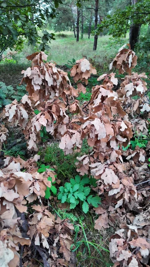 Slow motion video of dry brown oak leaves and branches piled on green grass i Stock Footage 345640961