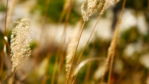 Slow motion video Dry grass yellow in autumn. Wind blows in nature and backgr Stock Footage 99688240