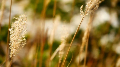Slow motion video Dry grass yellow in autumn. Wind blows in nature and backgr Stock Footage 99788257