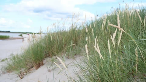 Slow motion video of dunes grass at windy weather on beach in north Germany Stock Footage 201824610
