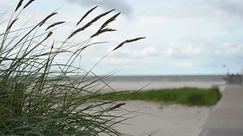 Slow motion video of dunes grass at windy weather on beach in north Germany Stock Footage 201825887