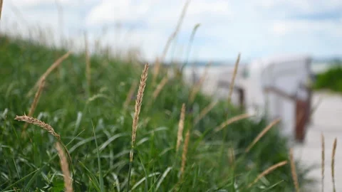 Slow motion video of dunes grass at windy weather on beach in north Germany Stock Footage 201878451