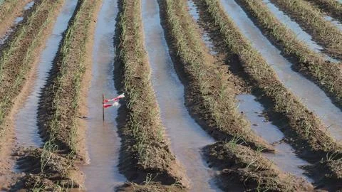 Slow motion video of early-stage onion plantation growth Stock Photos