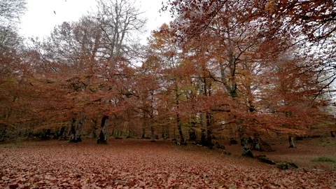 Slow motion video of falling beech leaves in an autumn forest. Autumn concept Stock Footage 161131808