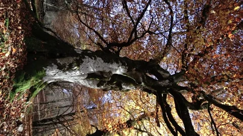 Slow motion video of the falling leaves of a beech tree in a forest. Stock Footage 168443398