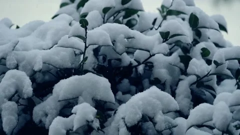 Slow motion video of falling snow onto a tree in the winter of 2020 Stock Footage 145906780