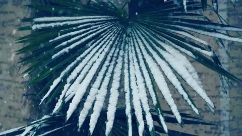 Slow motion video of falling snow onto a palm tree leaf in the winter of 2020 Stock Footage 145906795