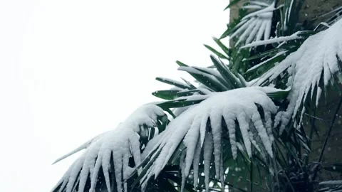 Slow motion video of falling snow onto a palm tree in the winter of 2020 Stock Footage 145906797