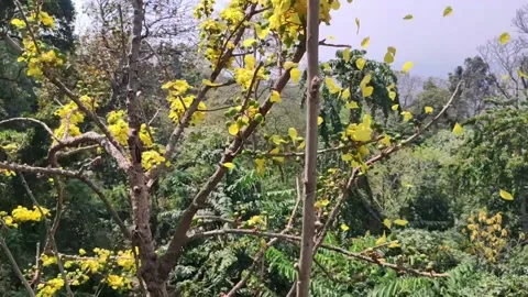 Slow motion video of falling yellow flowers Full HD 1080p Stock Footage 172007718