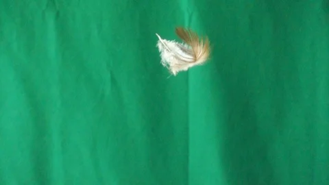 Slow motion video The feather falls from the top on green background, Stock Footage 108728250