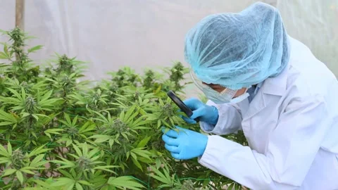 Slow motion video of a female scientist checking hemp plants, leaves and fl.. Stock Footage 336934682