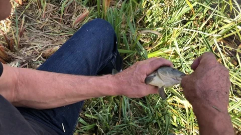 Slow motion video of a fisherman pulling a hook out of a fish Video stock 116648752