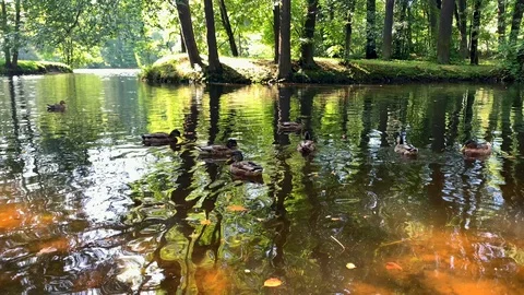 Slow motion video of a flock of ducks swimming in a pond on a summer sunny day. Stock Footage 115565176