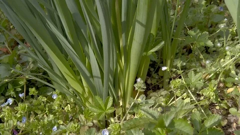 Slow motion video of flowers in spring with sun, bees, colors and perfume Stock Footage 104858174