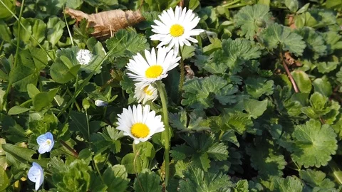 Slow motion video of flowers in spring with sun, bees, colors and perfume Stock Footage 105035216
