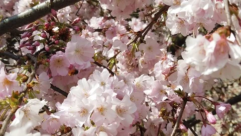 Slow motion video of flowers in spring with sun, bees, colors and perfume Stock Footage 105035233