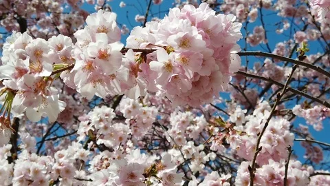 Slow motion video of flowers in spring with sun, bees, colors and perfume Stock Footage 105035236