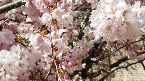 Slow motion video of flowers in spring with sun, bees, colors and perfume Stock Footage 105035251