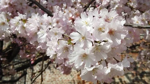 Slow motion video of flowers in spring with sun, bees, colors and perfume Stock Footage 105035253