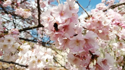 Slow motion video of flowers in spring with sun, bees, colors and perfume Stock Footage 105035256