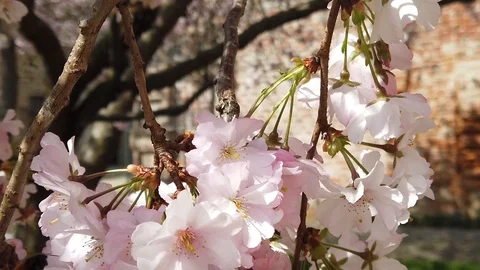 Slow motion video of flowers in spring with sun, bees, colors and perfume Stock Footage 105035270