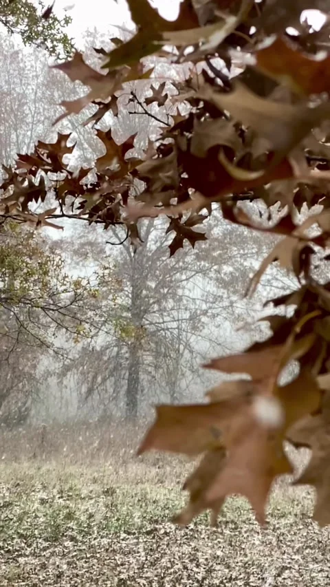 Slow Motion Video Of Fluffy Falling Snow In Woods Looking Through Leaves 9:16 4k Stock Footage 327622796